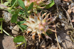 Trifolium spumosum