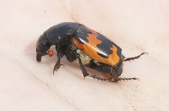 Nicrophorus guttula