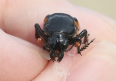 Nicrophorus guttula