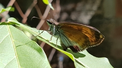Anastrus sempiternus