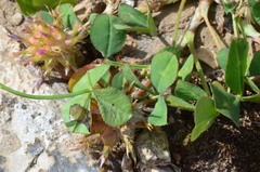 Trifolium spumosum