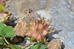 Trifolium spumosum