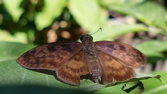 Anastrus sempiternus