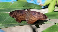 Anastrus sempiternus