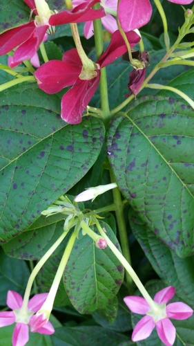 Combretum indicum image