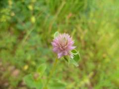 Gomphrena nitida