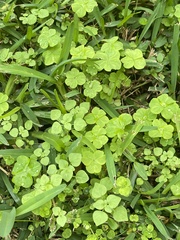 Magnoliopsida