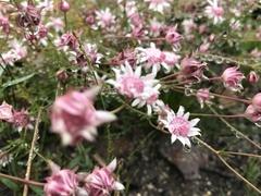Actinotus forsythii