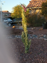 Lophocereus