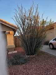 Fouquieria splendens