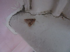 Aglossa disciferalis
