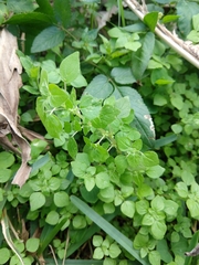 Parietaria floridana
