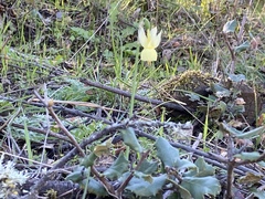 Narcissus triandrus pallidulus