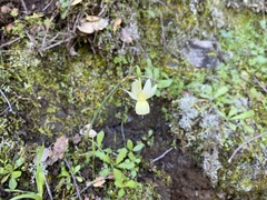 Narcissus triandrus pallidulus