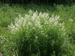 Koenigia panjutinii