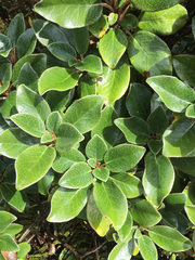 Brachyglottis elaeagnifolia