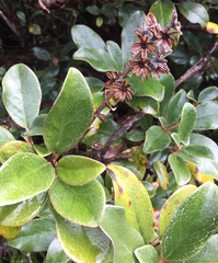 Brachyglottis elaeagnifolia