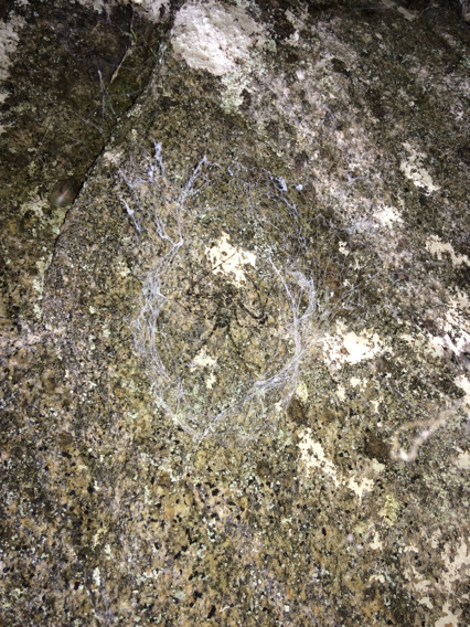 Hypochilus sheari
