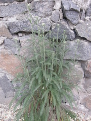 Achillea pannonica