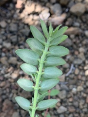 Euphorbia tettensis