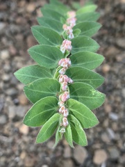 Euphorbia tettensis
