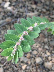 Euphorbia tettensis