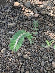 Euphorbia tettensis