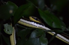 Psammophis orientalis