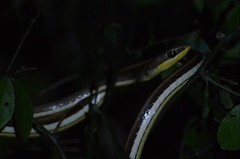 Psammophis orientalis