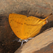 Loxura atymnus atymnus - Photo (c) Milind Bhakare, alguns direitos reservados (CC BY-SA)