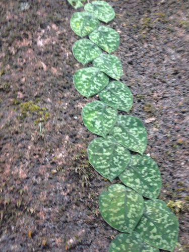 Scindapsus pictus