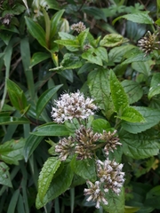 Ageratina pichinchensis