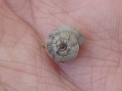 Backeljaia gigaxii