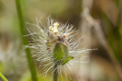 Plantago bellardii