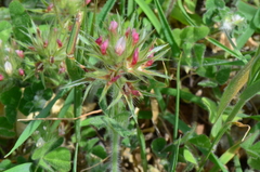 Trifolium stellatum