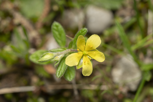 Willowleaf frostweed (Helianthemum salicifolium)