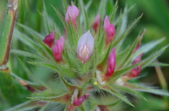 Trifolium stellatum