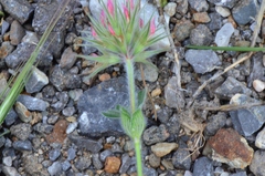 Trifolium stellatum