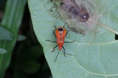 Dindymus rubiginosus