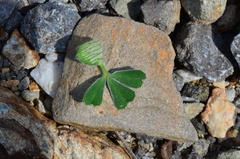Trifolium stellatum
