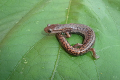 Pseudoeurycea mixteca