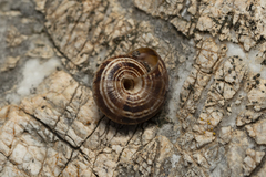 Xerocrassa cretica