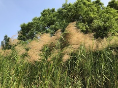 Phragmites vallatoria