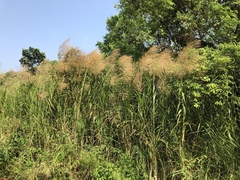 Phragmites vallatoria