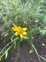 Calostephane divaricata