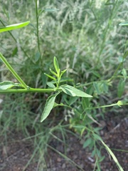 Calostephane divaricata