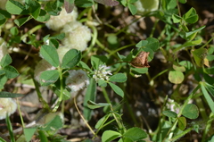 Trifolium tomentosum