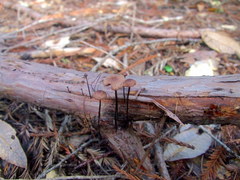 Paragymnopus sequoiae
