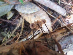 Paragymnopus sequoiae