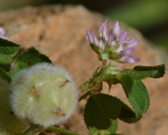 Trifolium tomentosum